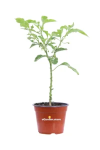 Peperoncino Trinidad Scorpion Red v14 egarden.store 1 Peperoncino Trinidad Scorpion Red v14 egarden.store online