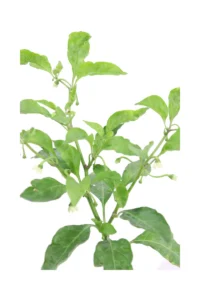 Peperoncino Trinidad Scorpion Red v14 egarden.store 2 Peperoncino Trinidad Scorpion Red v14 egarden.store online