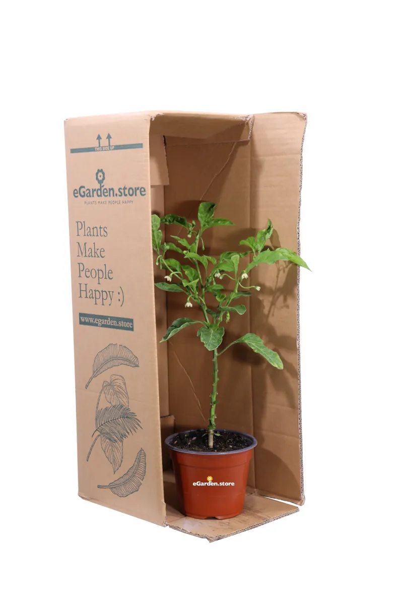 Peperoncino Trinidad Scorpion Red v14 egarden.store 3 Peperoncino Trinidad Scorpion Red v14 egarden.store online