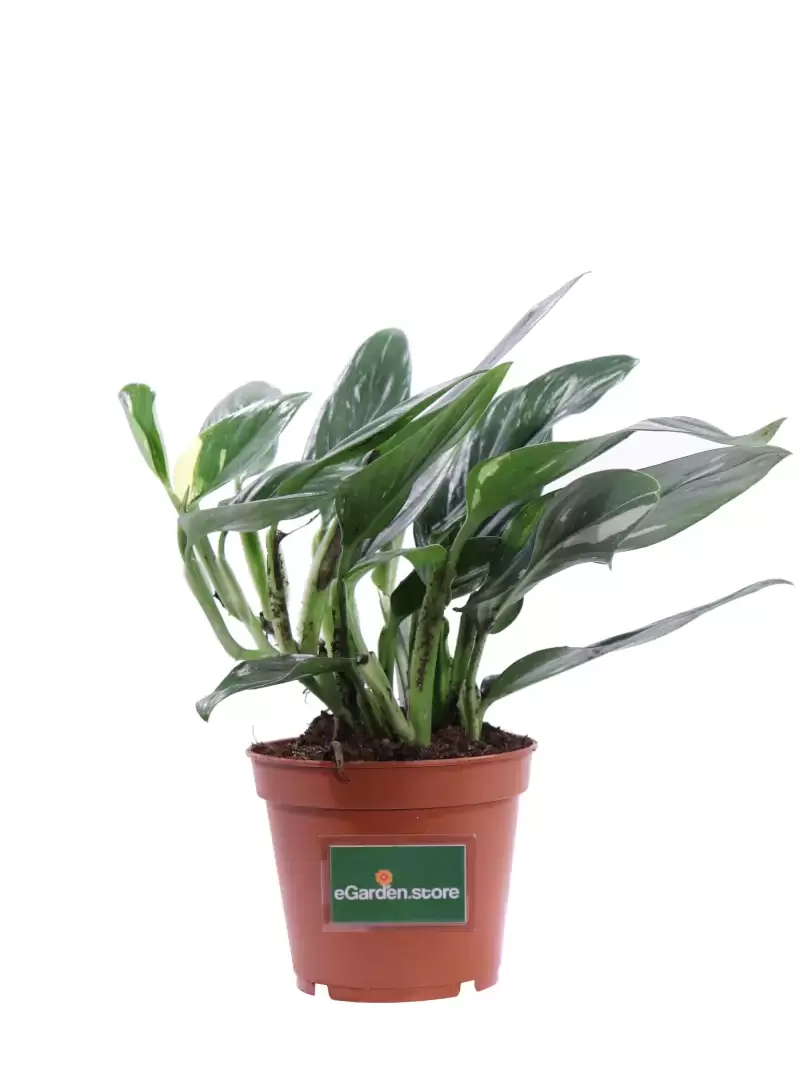 Philodendron Cobra v17 egarden.store online