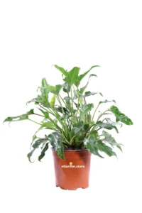 Philodendron Xanadu v16 egarden.store 1_1 Philodendron Xanadu v16 egarden.store online