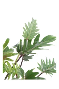 Philodendron Xanadu v24 egarden.store 2 Philodendron Xanadu v24 egarden.store online