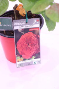 Rosa Meilland Alain Souchon online