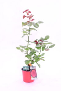 Rosa Meilland Alain Souchon online