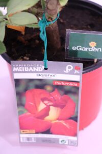 Rosa Meilland Bolshoi online