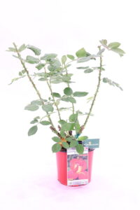 Rosa Meilland Bolshoi online