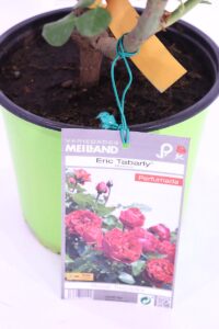 Rosa Meilland Eric Tabarly online