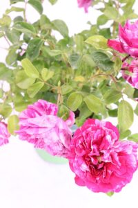 Rosa Meilland Ines Sastre online