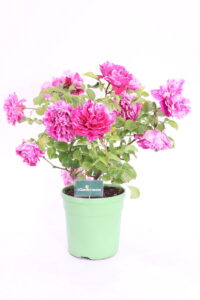 Rosa Meilland Ines Sastre online