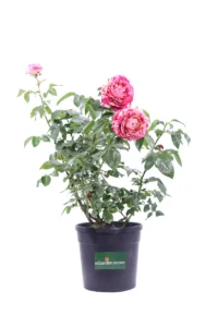 Rosa Meilland - Julio Iglesias v20 egarden.store online