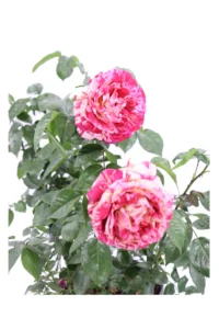 Rosa Meilland - Julio Iglesias v20 egarden.store online
