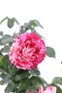 Rosa Meilland - Julio Iglesias v20 egarden.store online