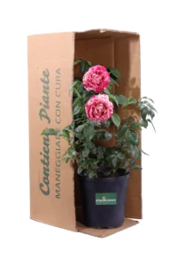 Rosa Meilland - Julio Iglesias