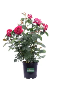 Rosa Meilland - Monica Bellucci v20 egarden.store online