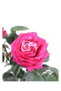 Rosa Meilland - Monica Bellucci v20 egarden.store online