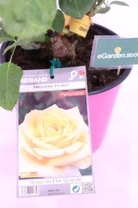 Rosa Meilland Nicolas Hulot online