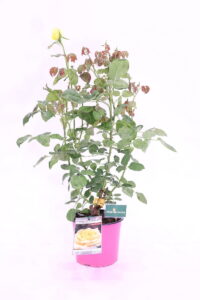 Rosa Meilland Nicolas Hulot online