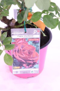 Rosa Meilland Papa Meilland online