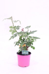 Rosa Meilland Papa Meilland online