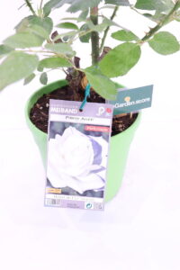 Rosa Meilland Pierre Arditi v20 eGarden.store 2 Rosa Meilland Pierre Arditi online