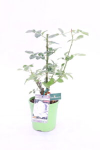 Rosa Meilland Pierre Arditi v20 eGarden.store Rosa Meilland Pierre Arditi online