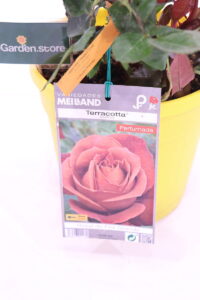 Rosa Meilland Terracotta online
