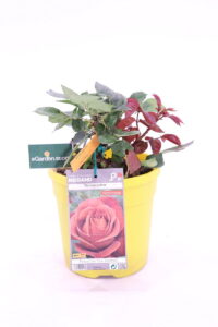Rosa Meilland Terracotta online