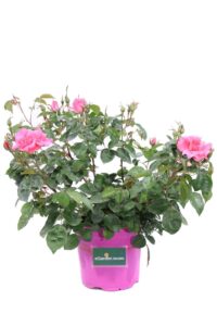 Rosa Paesaggistica Rosa v17 egarden.store online