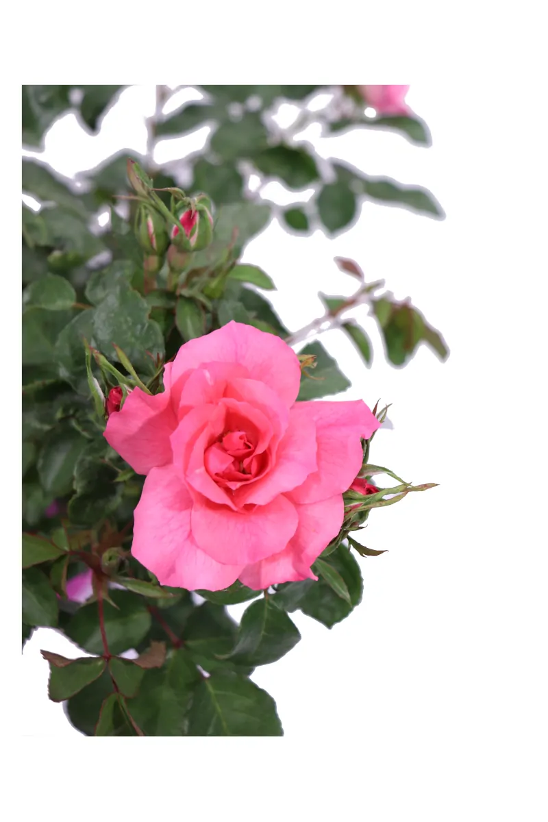 Rosa Paesaggistica Rosa v17 egarden.store online