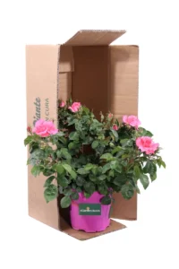 Rosa Paesaggistica Rosa