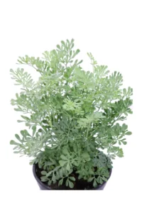 Ruta - Ruta Graveolens v14 egarden.store online