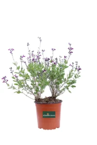 Salvia Greggii Blue Note v16 egarden.store online
