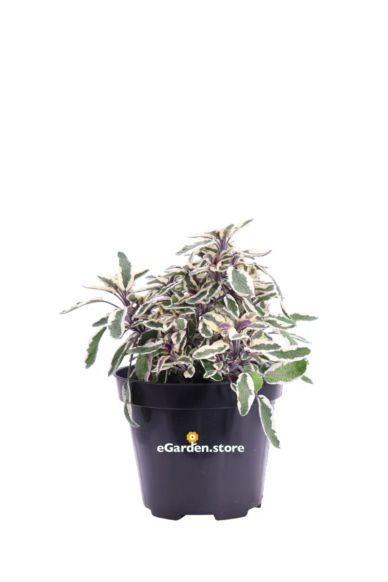 Salvia Officinalis Tricolor v14 egarden.store online