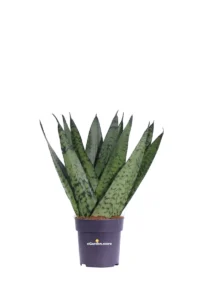 Sansevieria Zeylanica Ventaglio v10 egarden.store 1 Sansevieria Zeylanica Ventaglio v10 egarden.store online