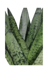 Sansevieria Zeylanica Ventaglio v10 egarden.store 2 Sansevieria Zeylanica Ventaglio