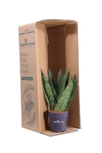 Sansevieria Zeylanica Ventaglio v10 egarden.store 3 Sansevieria Zeylanica Ventaglio v10 egarden.store online