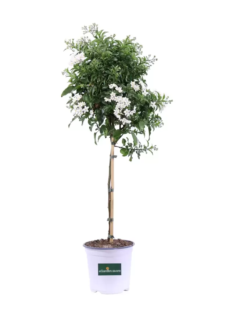 Solanum Jasminoides Alberello v18 egarden.store online