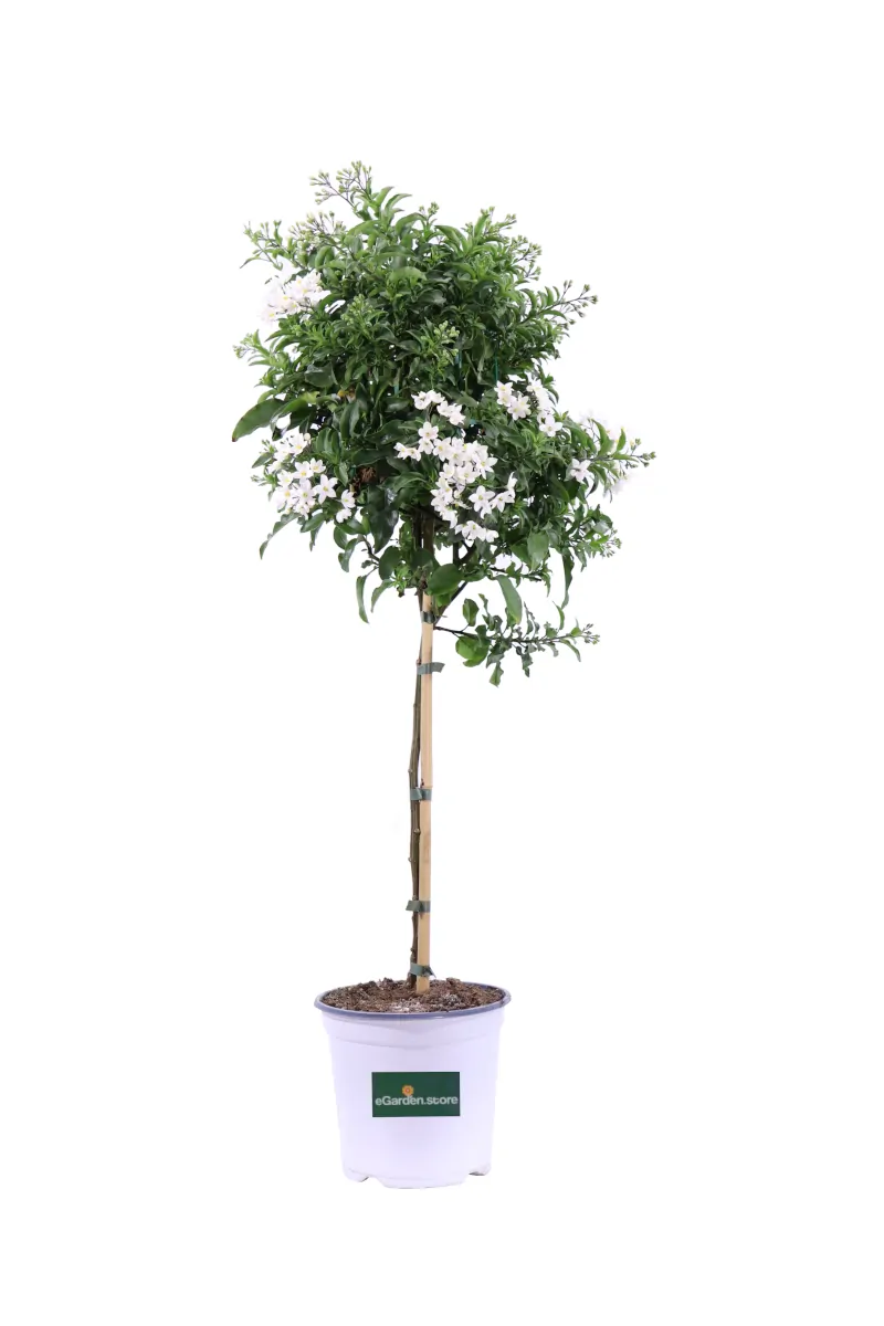 Solanum Jasminoides Alberello v18 egarden.store online