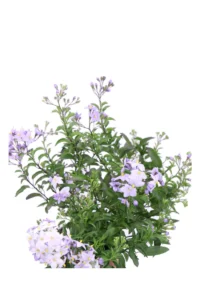 Solanum Jasminoides Azzurro v.14 egarden.store online