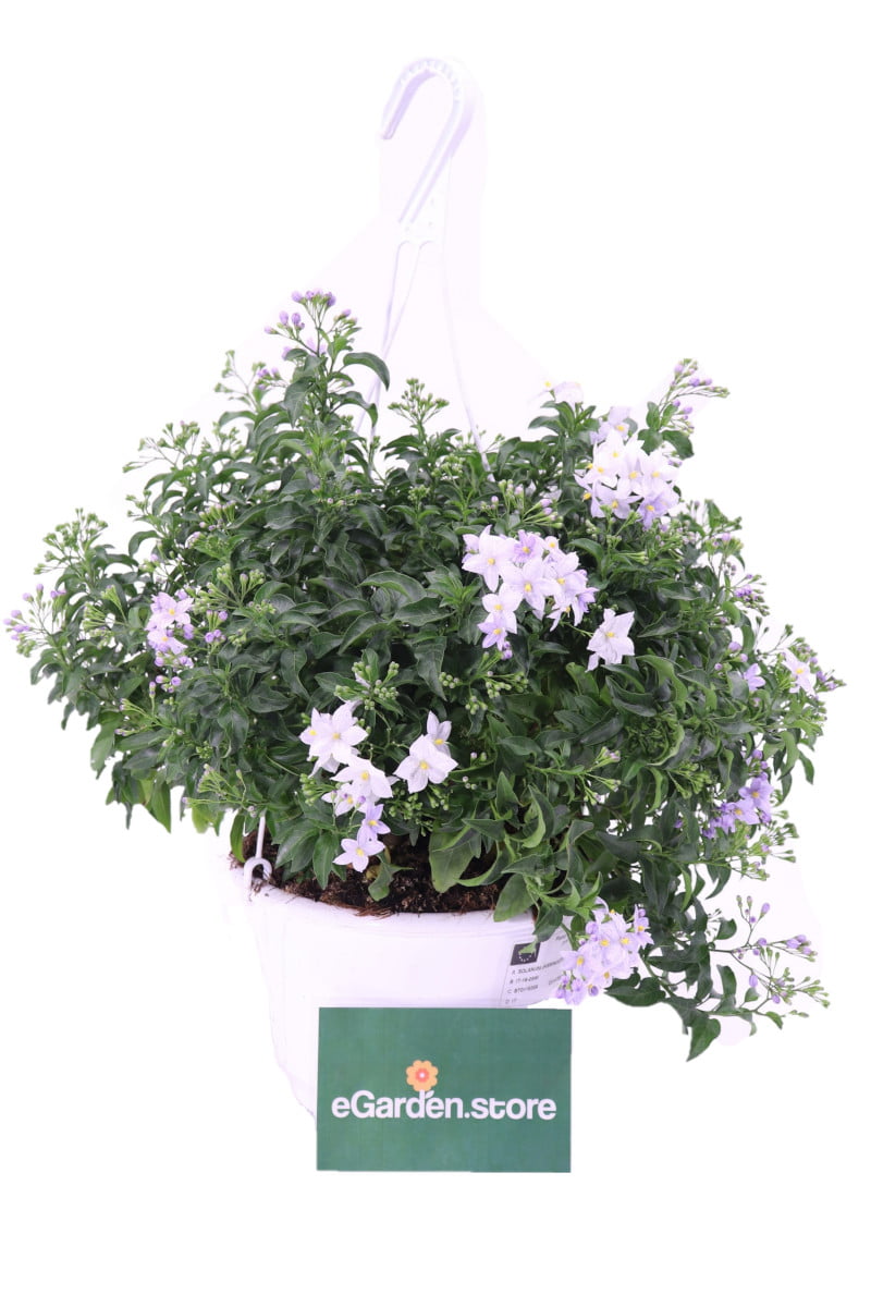 Solanum Jasminoides Azzurro online