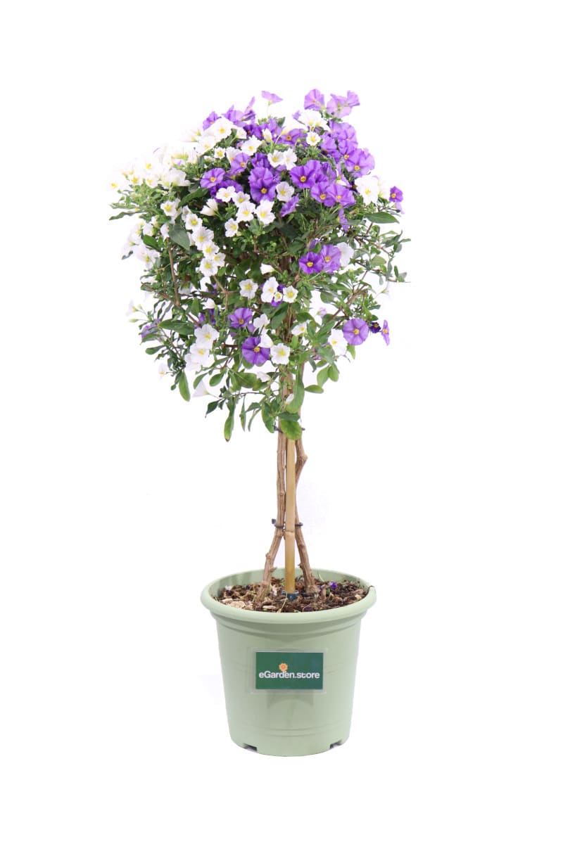 Solanum Rantonnetii Bicolore Alberello - Vivaio Online eGarden