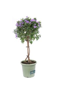 Solanum Rantonnetii Bicolore Alberello v18 egarden.store online