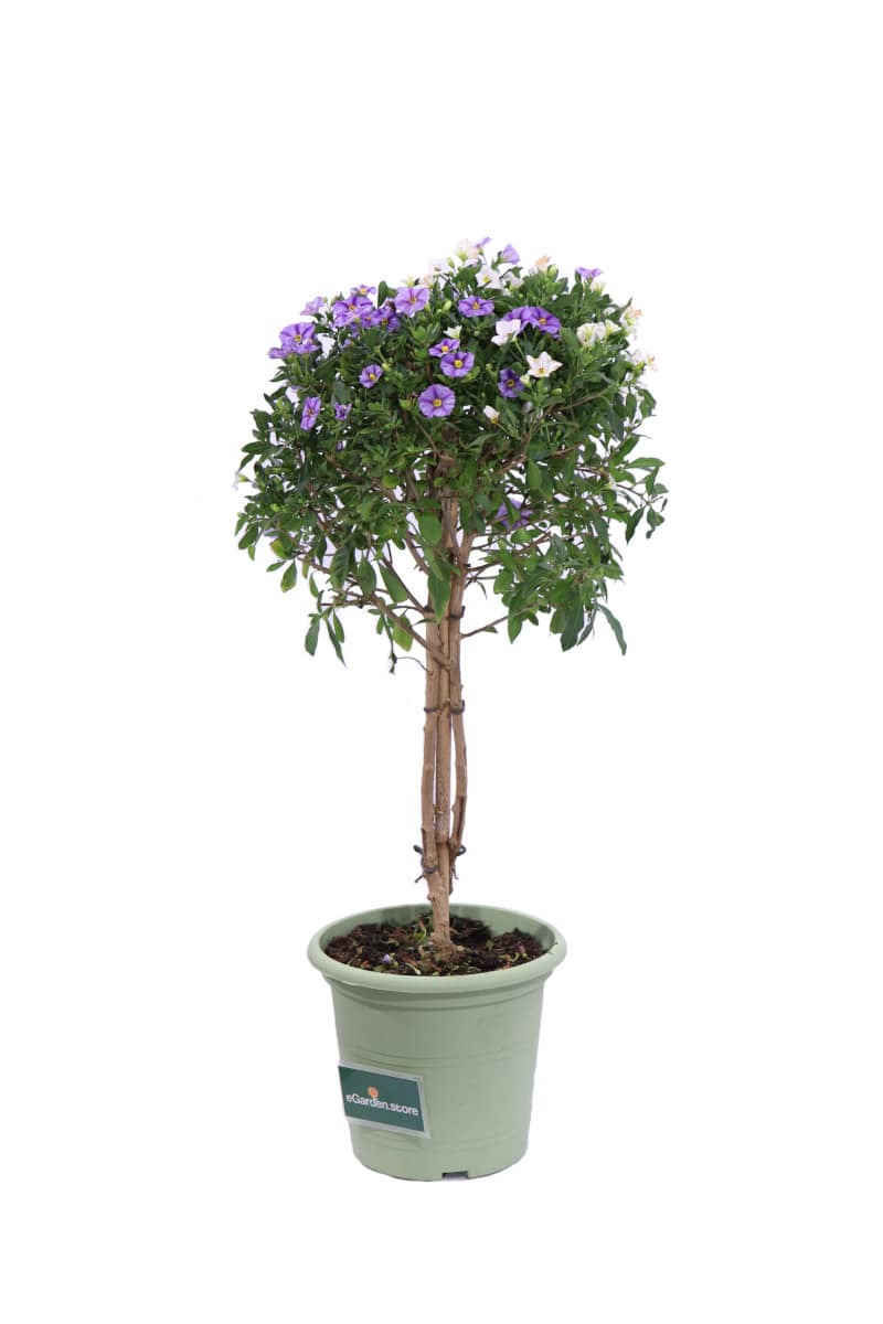 Solanum Rantonnetii Bicolore Alberello v18 egarden.store online