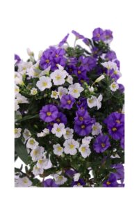 Solanum Rantonnetii Alberello - Varie Colororazioni