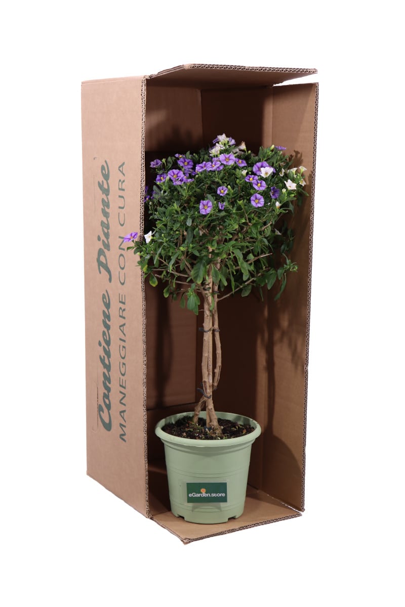 Solanum Rantonnetii Bicolore Alberello v18 egarden.store online