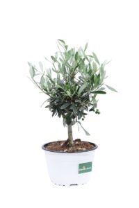 Ulivo Bonsai Ciotola v15 egarden.store online