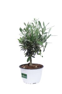 Ulivo Bonsai Ciotola v15 egarden.store online