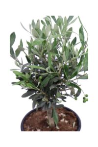 Ulivo Bonsai Ciotola v15 egarden.store online