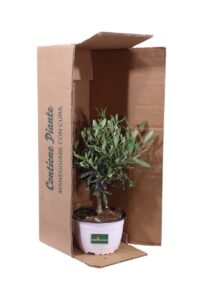 Ulivo Bonsai Ciotola v15 egarden.store online