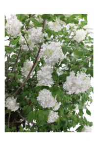 Viburno Opulus v35 egarden.store online